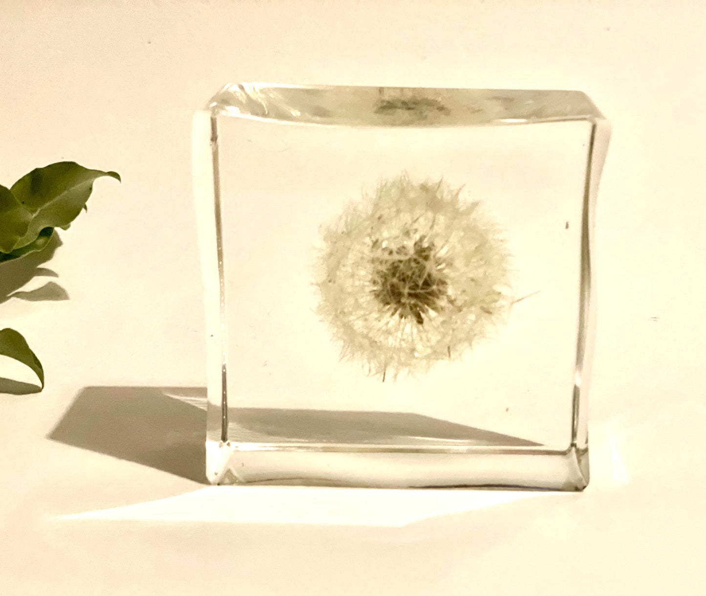 Dandelion wishes resin cube