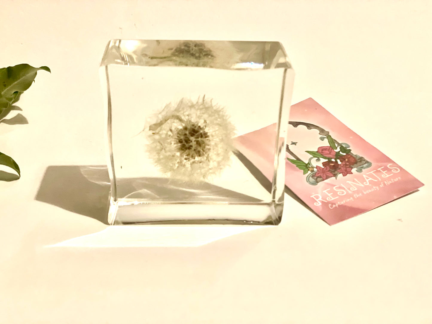 Dandelion wishes resin cube