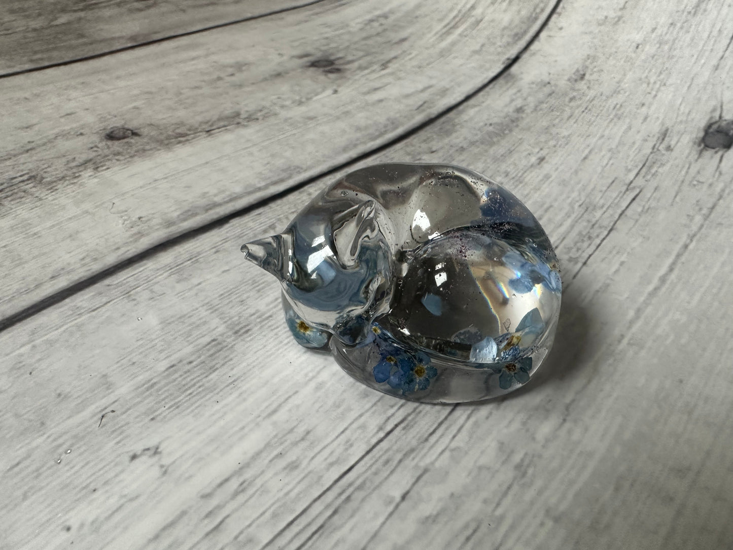 Forget me not cat