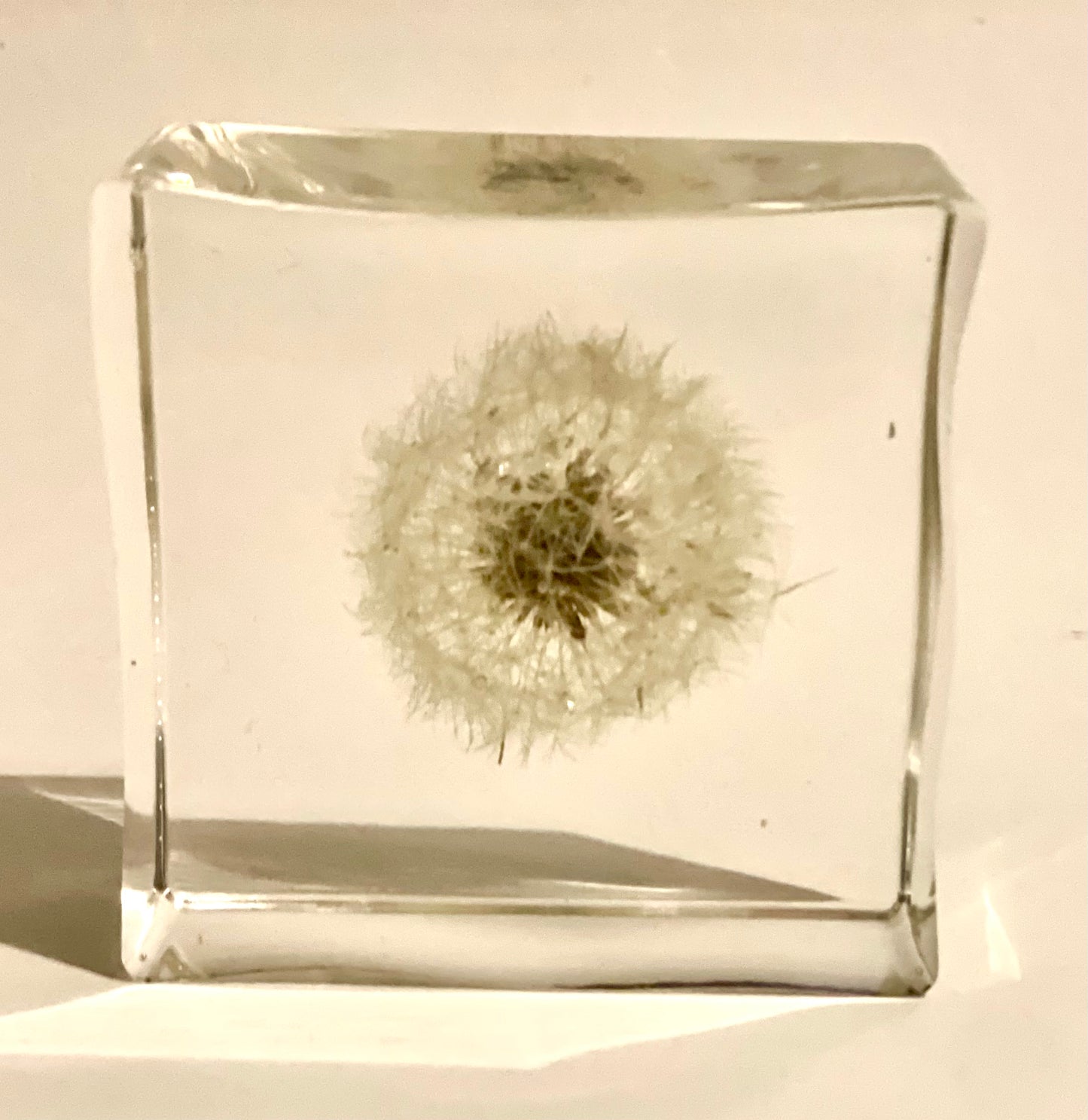 Dandelion wishes resin cube