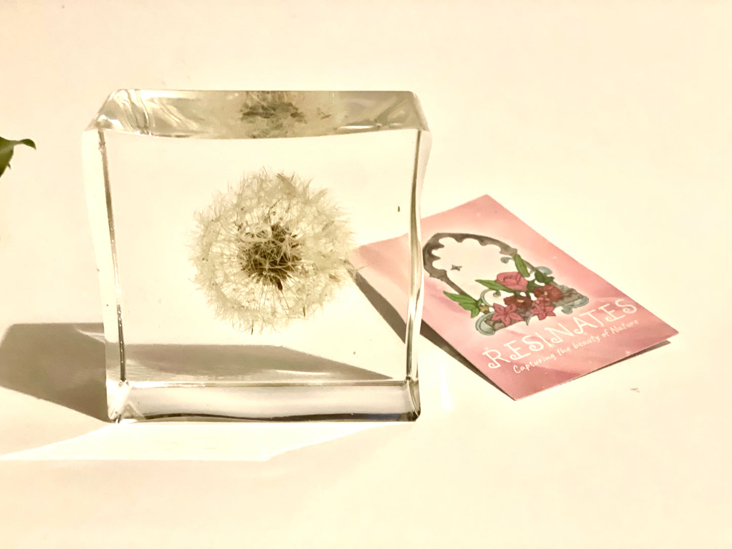 Dandelion wishes resin cube